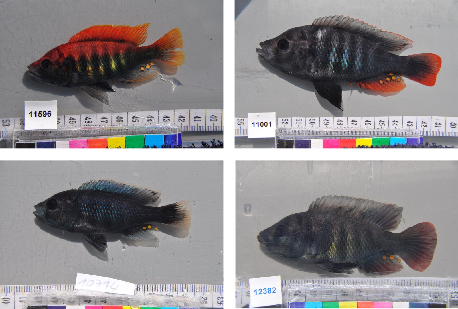 cichlid fishes