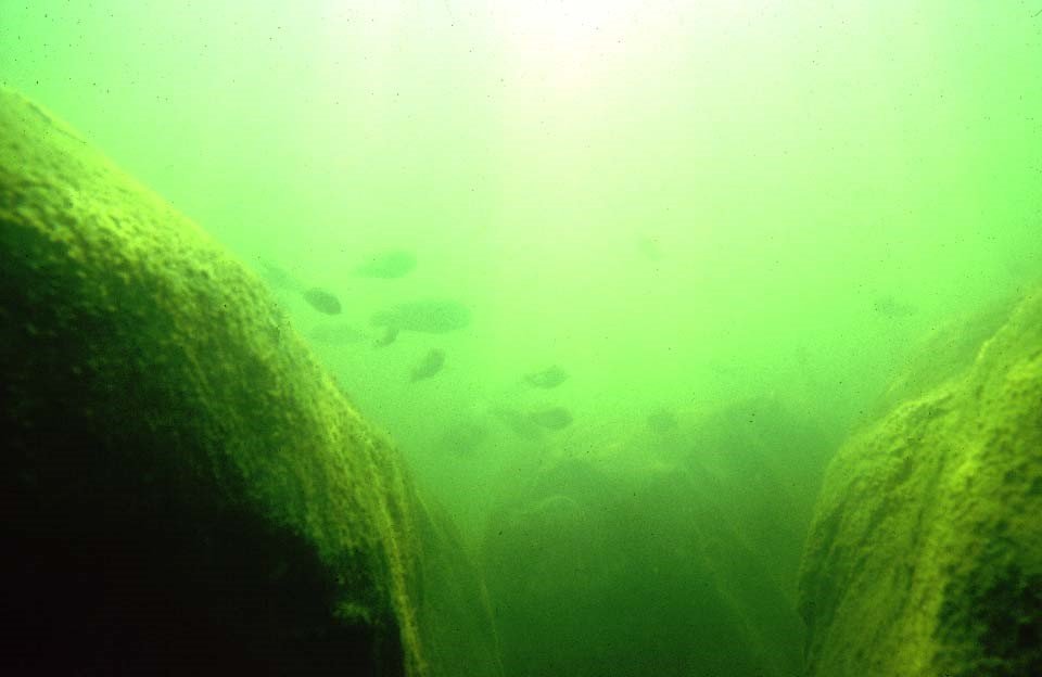 Makobe Island under water in 1996 (c) O Seehausen