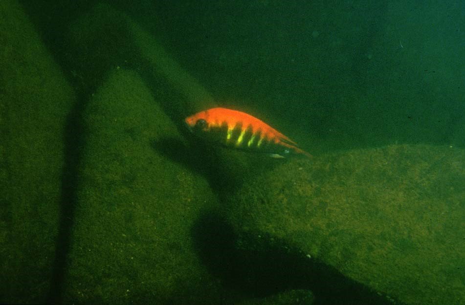 Pundamilia nyererei male in its territory in 1996