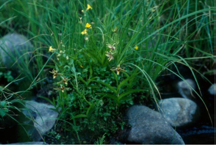 sedge