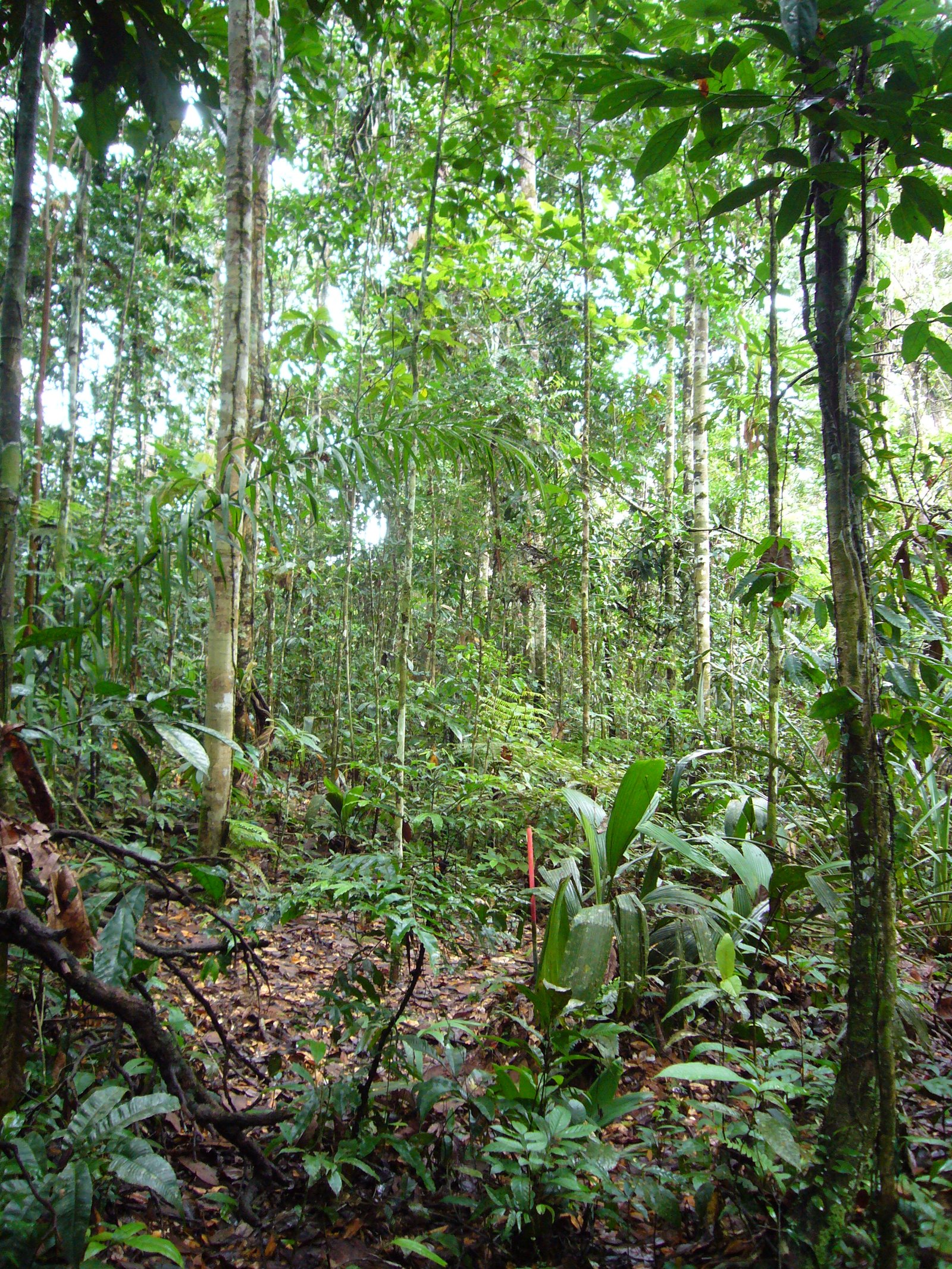 Yasuni forest interior