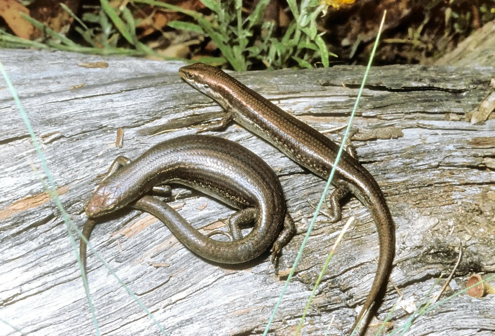 Pregnant and non-pregnant Pseudemoia-min