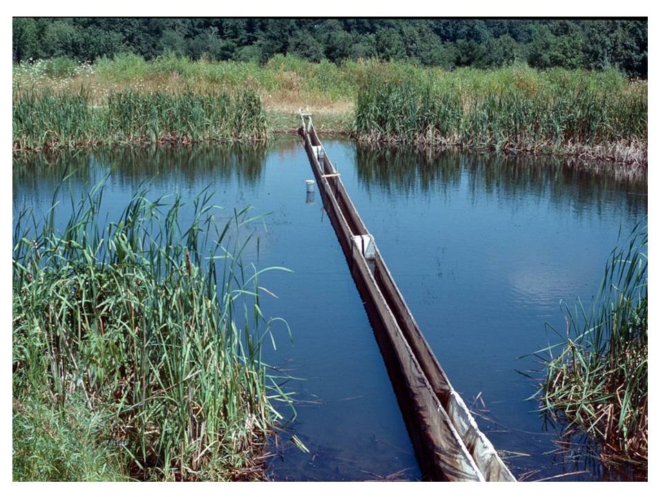 divided pond